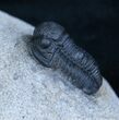 Small Gerastos Trilobite From Morocco #2079-1